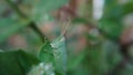 Small green grasshopper eating leaf