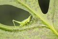 A small green grasshopper is eating young leave. Royalty Free Stock Photo