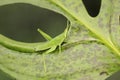 A small green grasshopper is eating young leave. Royalty Free Stock Photo