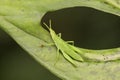 A small green grasshopper is eating young leave. Royalty Free Stock Photo