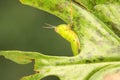 A small green grasshopper is eating young leave. Royalty Free Stock Photo