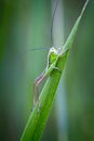 Small green grasshopper on the grass Royalty Free Stock Photo