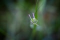 Small green grasshopper on the grass Royalty Free Stock Photo