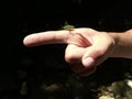 A small green grasshopper insect sits sideways on a man`s arm. The hand is clenched into a fist, the index finger extended forwar