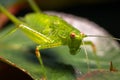 Small green grasshopper on a leaf Royalty Free Stock Photo