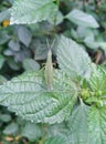 small green grasshopper on a leaf Royalty Free Stock Photo