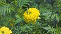 Small green grasshopper perched on a yellow marigold. Royalty Free Stock Photo