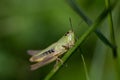 A small green grasshopper Pseudochorthippus is sitting on a blade of grass. The insect is looking forward towards the viewer. Royalty Free Stock Photo