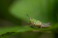 a small green grasshopper sits on a blade of grass. The background is green. The little cricket looks to the camera Royalty Free Stock Photo