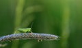 A small green grasshopper sits on a blade of grass, in front of a green background in nature Royalty Free Stock Photo