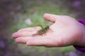 Small green grasshopper Royalty Free Stock Photo