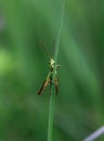 Small green grasshopper sits on a grass Royalty Free Stock Photo