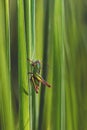 a small green grasshopper sits on the grass Royalty Free Stock Photo