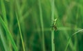 Small green grasshopper sits on a grass Royalty Free Stock Photo