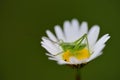 A small green grasshopper sits on a white daisy in front of a green background with space for text Royalty Free Stock Photo