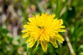 small green grasshopper sits on yellow dandelion flower Royalty Free Stock Photo