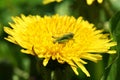 A small green grasshopper sits on a yellow dandelion flower on a summer sunny day. Close-up. Selective focus Royalty Free Stock Photo