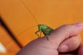 Small green grasshopper Royalty Free Stock Photo