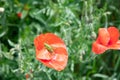 small green grasshopper sitting on scarlet blooming poppy in sunny summer day