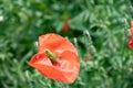 small green grasshopper sitting on scarlet blooming poppy in sunny summer day