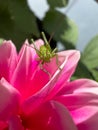 Small green grasshopper Tettigonia viridissima on a pink flower. Macro Royalty Free Stock Photo