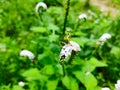 Small green grasshoppers island tree white flowers that blooming Royalty Free Stock Photo