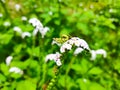 Small green grasshoppers island tree white flowers that blooming
