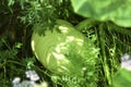 Small green growing pumpkin fruit in the garden Royalty Free Stock Photo