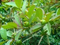 Small Green guavas