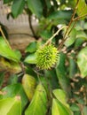 small green hairy rambutan fruit??