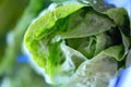 A small green head of fresh Peking salad cabbage Royalty Free Stock Photo