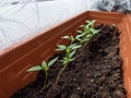 Small, green home-grown pepper plants growing in pots on a window sill. Germinating seedlings. Food growing from seeds Royalty Free Stock Photo