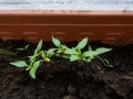 Small, green home-grown pepper plants growing in pots on a window sill. Germinating seedlings. Food growing from seeds Royalty Free Stock Photo