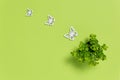 Small green house plant and three white wooden butterflies on green background. Cute home decoration, ecology concept Royalty Free Stock Photo
