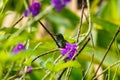 Small green hummingbird resting on a purple flowering plant