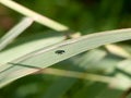 Small green insect blue mint leaf beetle - Chrysolina coerulans Royalty Free Stock Photo