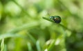 A small green insect is caught on a green leaf Royalty Free Stock Photo