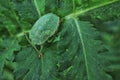 Green insect on green leaves Royalty Free Stock Photo