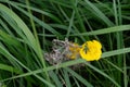 Small Green Insect on yellow buttercup Royalty Free Stock Photo
