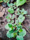 Small green leaf with branches