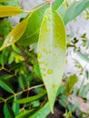 green leaf with branches