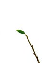 A small green leaf on a fragile brown branch on a white background.