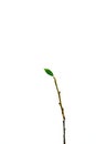 A small green leaf on a fragile brown branch on a white background.