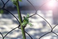 Small green leaf on a grape plant on an old metal grid Royalty Free Stock Photo