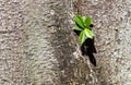 A small green leaf is growing out of a tree trunk Royalty Free Stock Photo