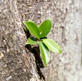 A small green leaf is growing out of a tree trunk Royalty Free Stock Photo