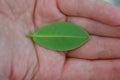 A small green leaf in the palm of your hand as a symbol of care and protection of the planet and harmony with nature.