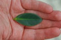 A small green leaf in the palm of your hand as a symbol of care and protection of the planet and harmony with nature.