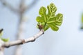 Small green leaf of Platanus acerifolia (plane tre Royalty Free Stock Photo