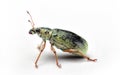 Small green leaf weevil side view